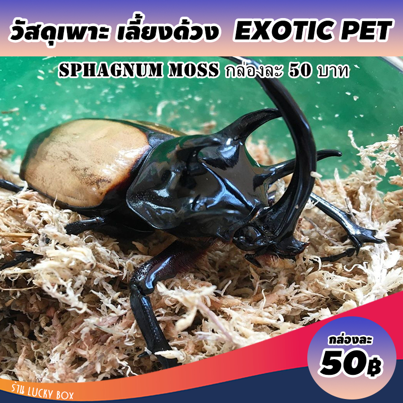 วัสดุเพาะเลี้ยงสัตว์ exotıc ด้วง ด้วงกว่าง มอสแห้ง กล่องละ 50 บาท