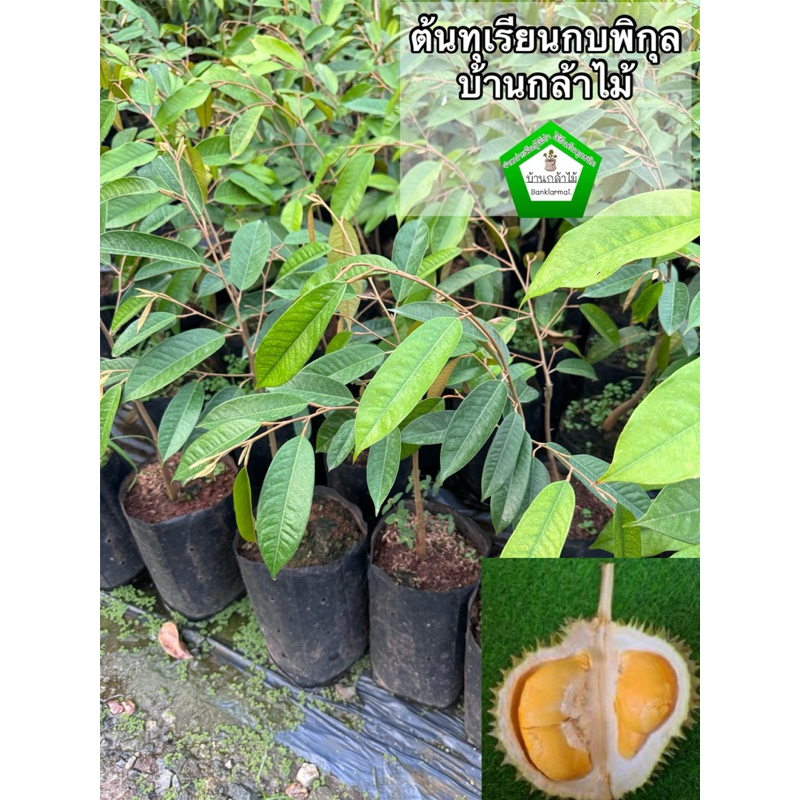 ต้นทุเรียนกบพิกุล 🎉ต้นแข็งแรง 🌿 สินค้าเสียหาย แจ้งทางร้านได้เลยจ้า