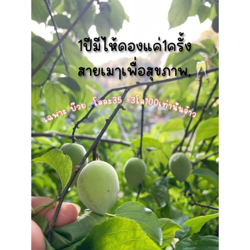 บ๊วยสดจากต้น คัดสรรทุกผล จ.เชียงใหม่