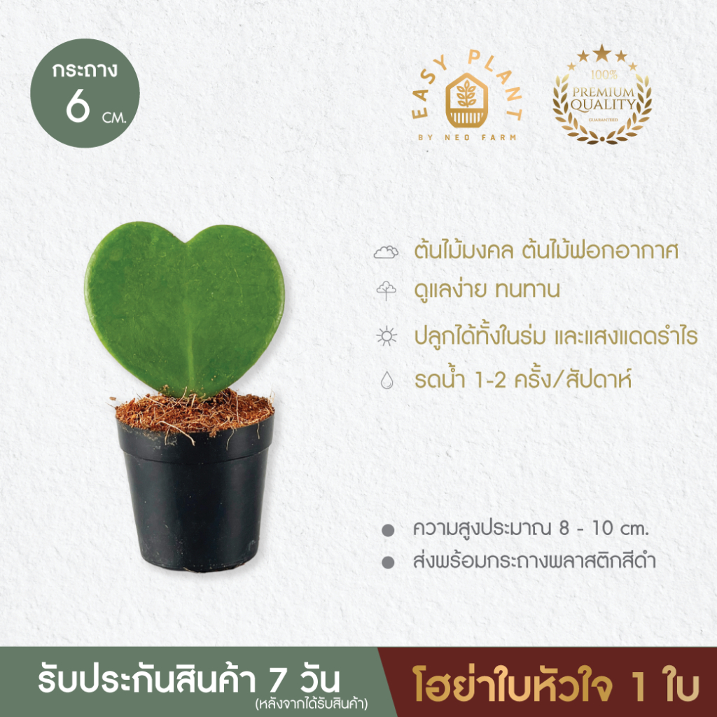 Hoya โฮย่าใบหัวใจ🪴โฮย่าหัวใจด่าง🪴หัวใจล้านดวง🪴หัวใจด่างชมพู🪴ต้นไม้น่ารัก🪴ต้นไม้ฟอกอากาศ🪴ไม้มงคล🪴ไม้อึดทน  - easyplant - รูปที่ 2