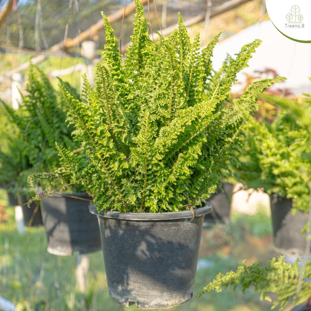 Treeno.9 T6 เฟิร์นขนนก (Iris lace fern) กระถาง 6-8 นิ้ว / สูง 30-40 ซม. / ไม้ประดับ ไม้ฟอกอากาศ (ต้นไม้)