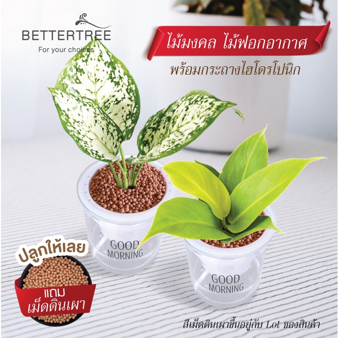 กระถางไฮโด Good morning +พร้อมต้นไม้ ปลูกให้แล้ว (พิเศษแถมหินตกแต่ง) ต้นไม้