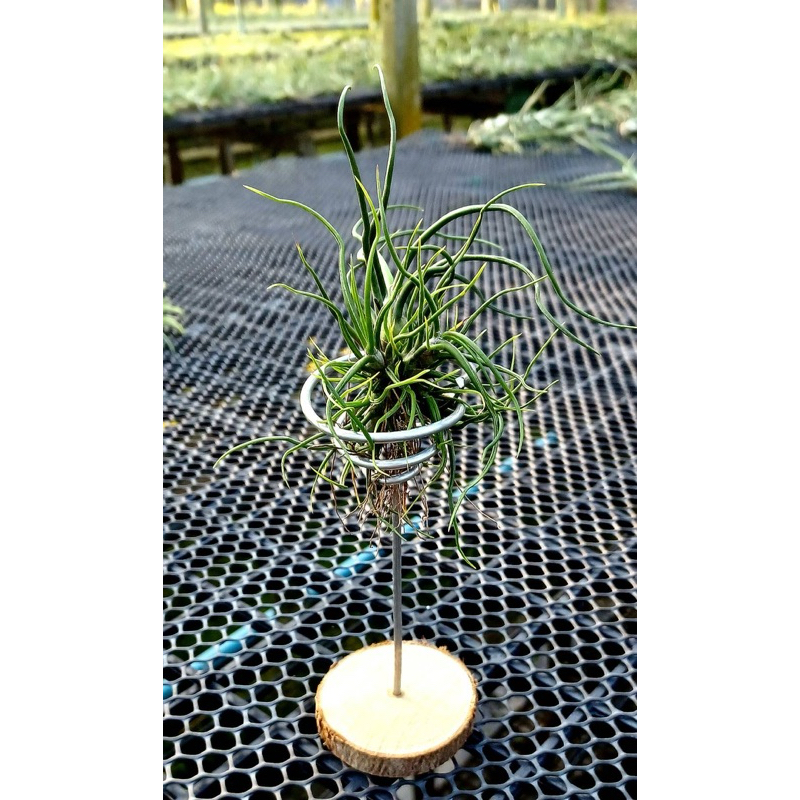 Tillandsia bulbosa clump ฐานไม้พะยูง