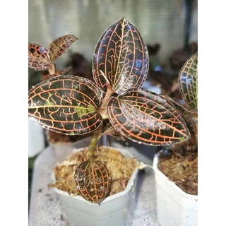 Anoectochllus Sp.ว่านนกคุ้มไฟ​/Jewel​ orchid​/กล้วยไม้ดิน​ ใบดำตัดกับเส้นสีแดงส้ม #ไม้จัดตู้​จัดสวน​ #terrarium​