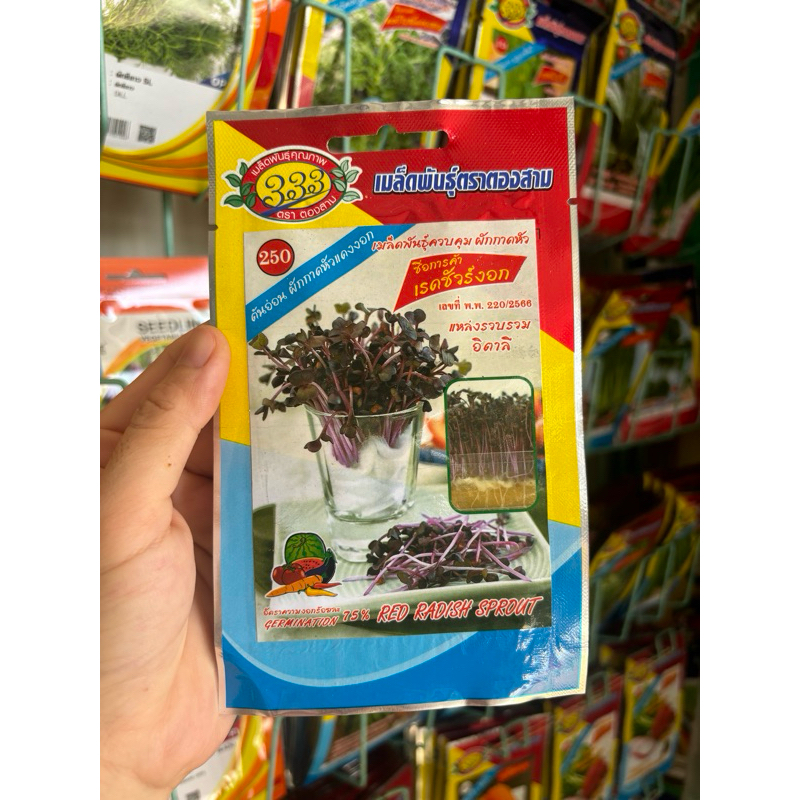 ต้นอ่อนแรดิช Red radish sprout เมล็ดพันธุ์ เรดชัวร์งอก ต้นอ่อน microgreen แรดิชงอก