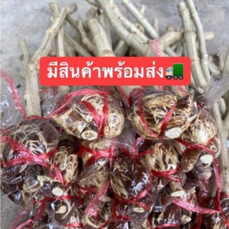 ชะอมกิ่งตอน (ชุดละ20กิ่ง) มีรากพร้อมปลูก