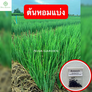 🔥 10 แถม 2🔥เมล็ดพันธุ์ ต้นหอมแบ่ง 100 เมล็ด หอมแบ่ง