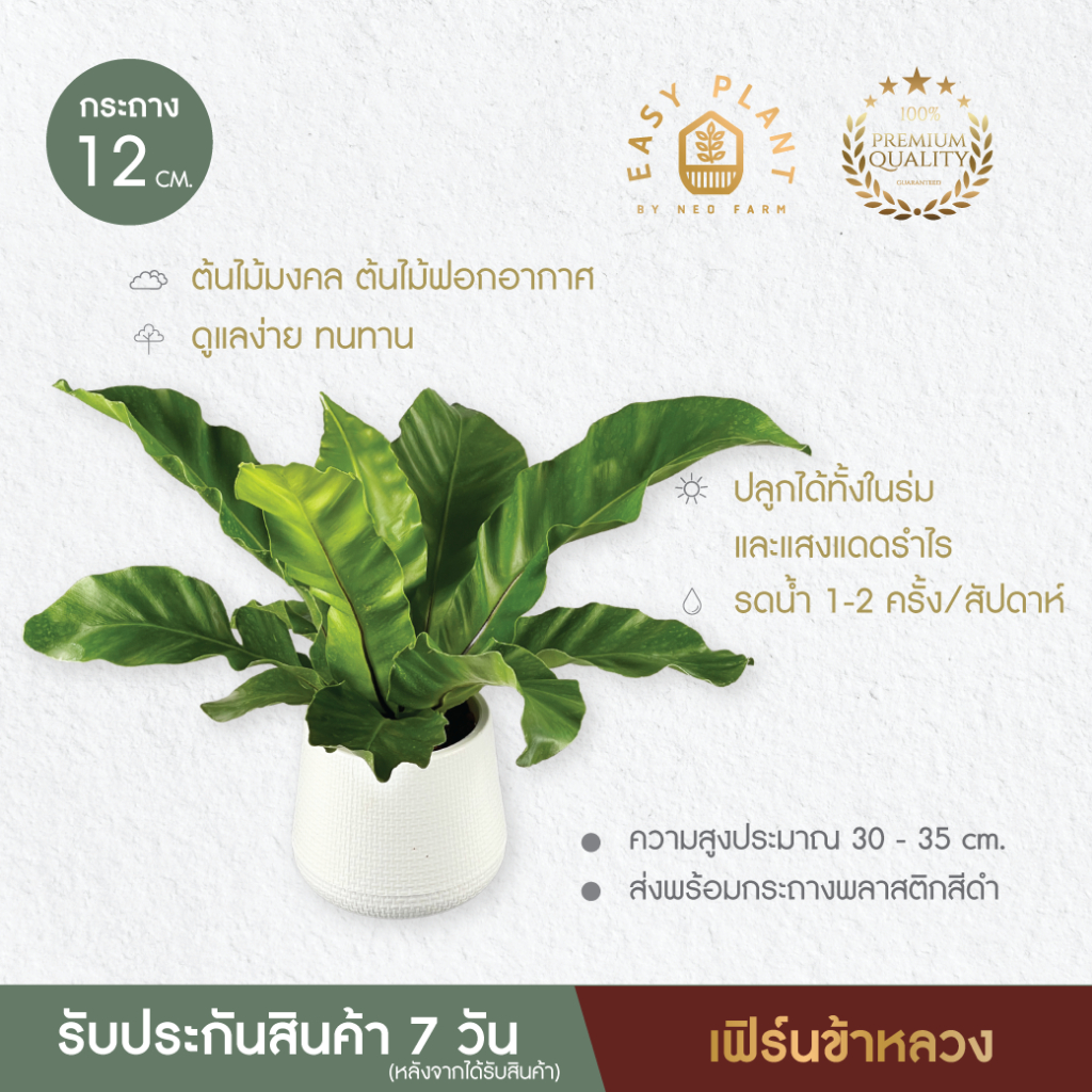 เฟิร์นข้าหลวง🪴เฟิร์นบอสตัน เป็นพุ่มสวยใบสวย🪴ต้นไม้น่ารัก🪴ต้นไม้ฟอกอากาศ🪴ไม้มงคล🪴ไม้มงคล🪴ไม้อึดทน  - easyplant