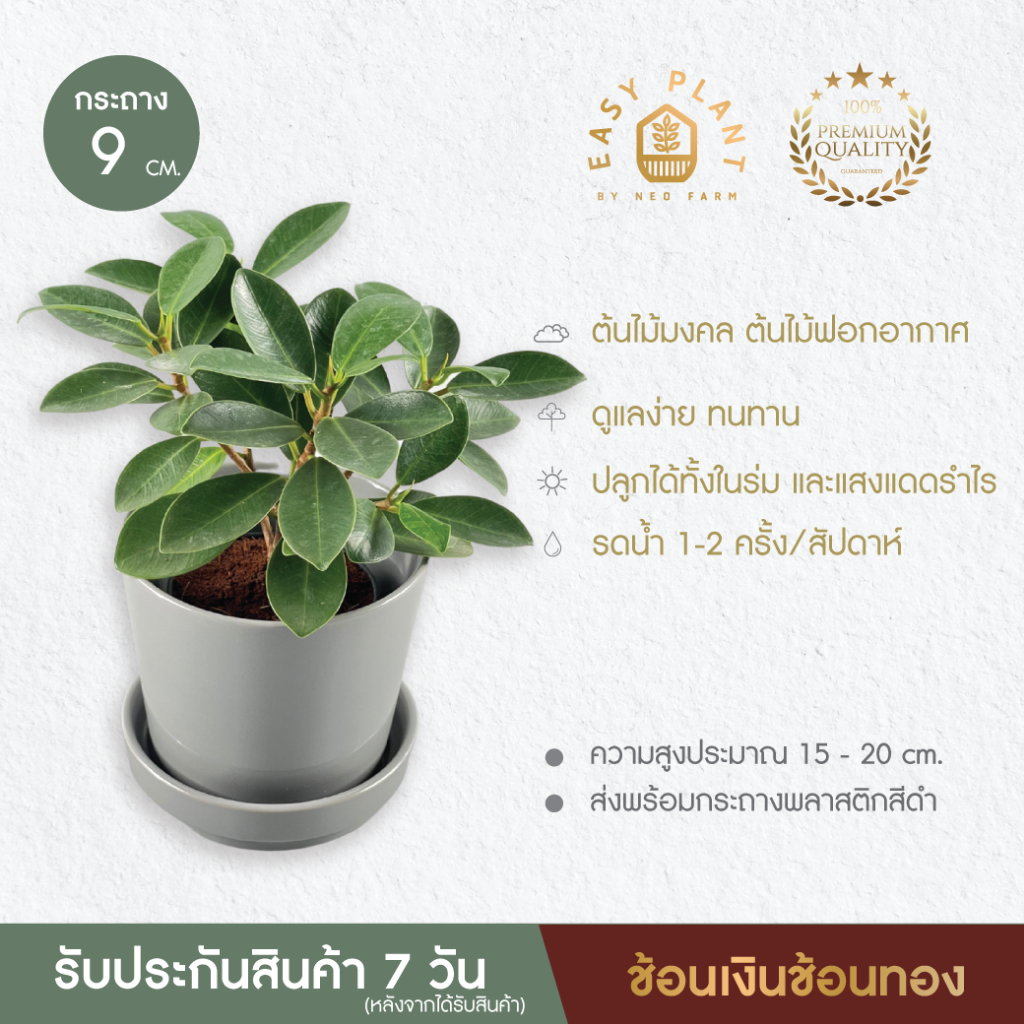 ต้นช้อนเงินช้อนทอง ใบเงาน่ารัก เป็นพุ่ม ต้นไม้มินิมอล ต้นไม้น่ารัก ต้นไม้ฟอกอากาศ ไม้มงคล ไม้อึดทน - easyplant