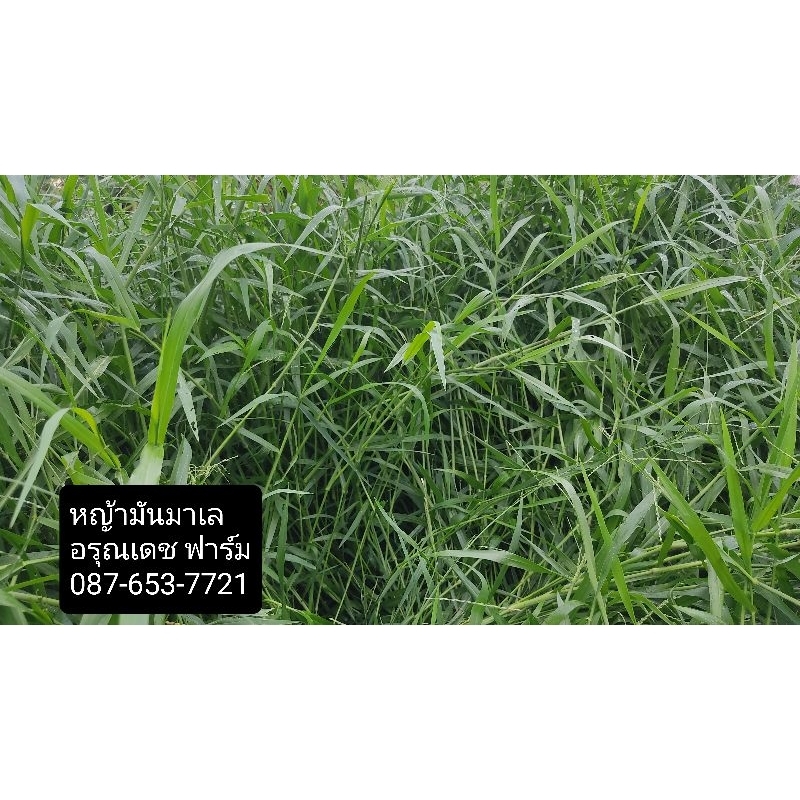 หญ้ามันมาเล, ราคาพิเศษ 20 ชุดเท่านั้น, ท่อนพันธุ์หญ้ามันมาเล, 9.9 กิโลกรัม, รับประกันสินค้า