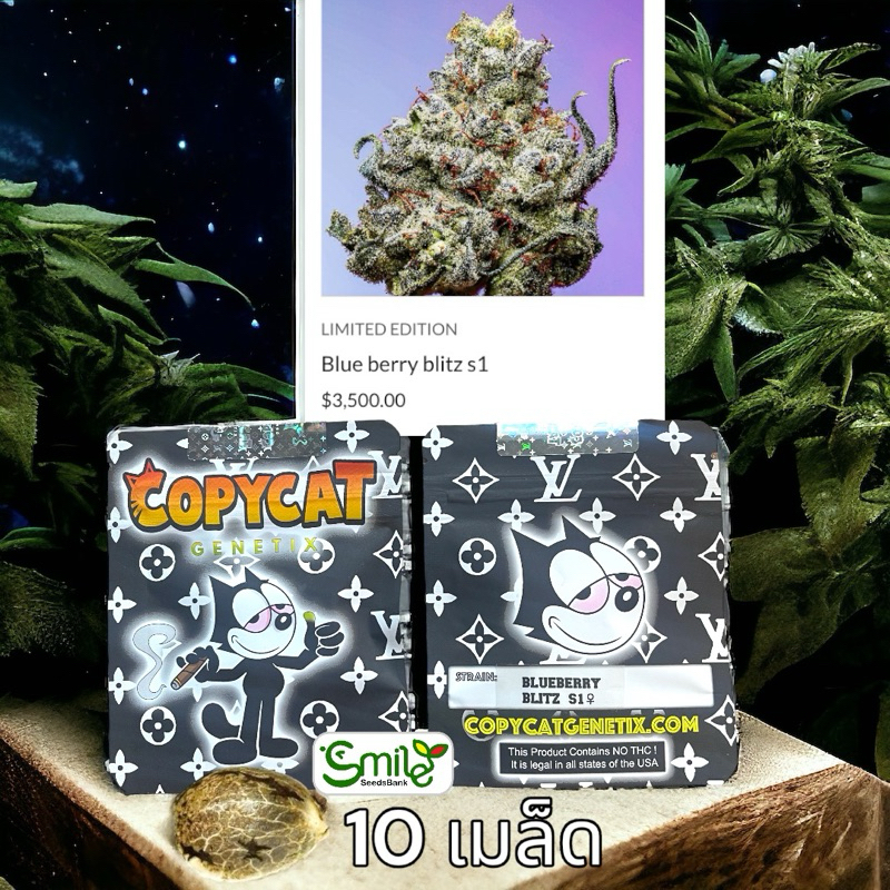 เมล็ดกัญชา Blue Berry Blitz S1 (Fem) - Copycat Genetix