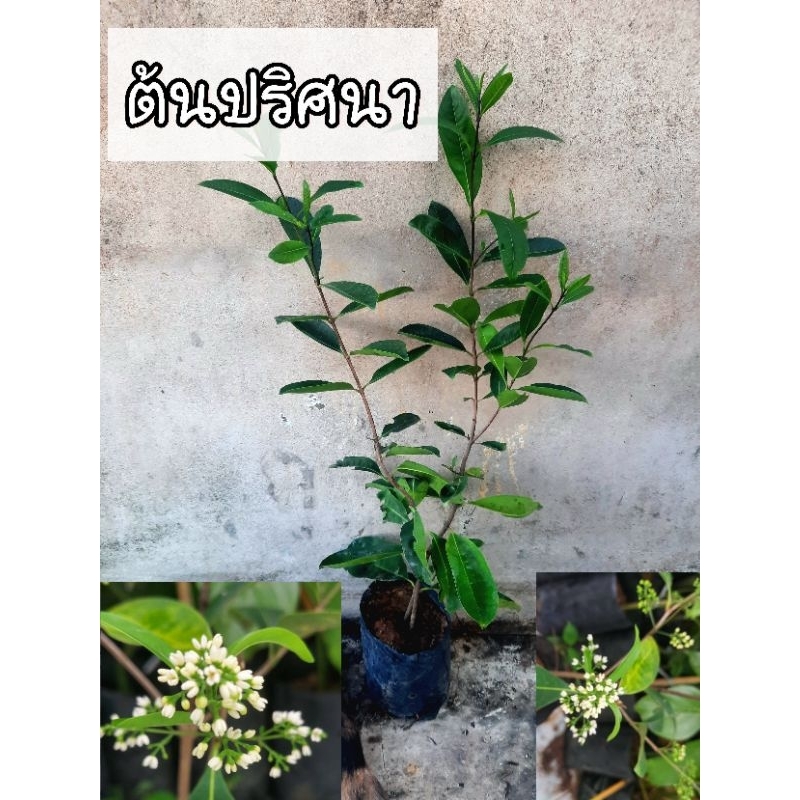 ต้นปริศนา หรือต้นอวบดำ ไม้โบราญดอกหอม