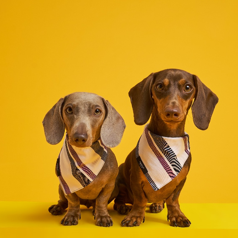 Midnight Layer - Stripy Collection - ผ้าพันคอสัตว์เลี้ยง (Purple)