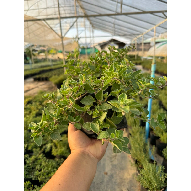 ออริกาโน่//Origano//สมุนไพรฝรั่ง