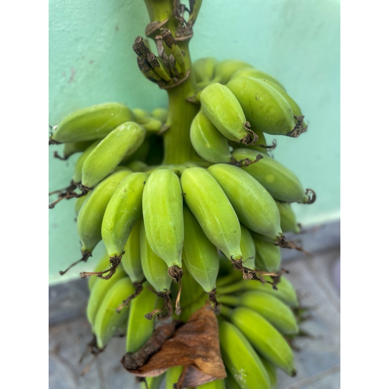 หน่อกล้วยน้ำว้า กล้วยสวนมีนบุรี ลูกใหญ่ อร่อย #กล้วยน้ำว้า #หน่อกล้วย