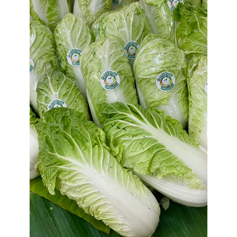ผักกาดขาวปลีอินทรีย์ น้ำหนัก 1 กก. กลุ่มโคราช