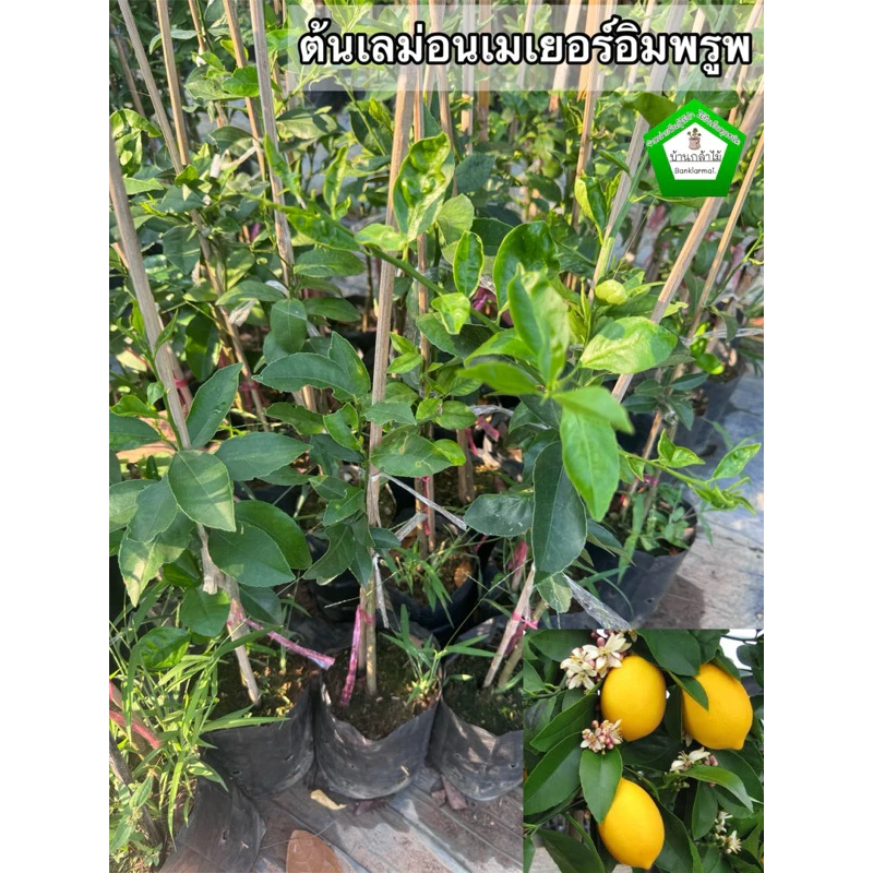 ต้นเลม่อนเมเยอร์พรูพ 🎉ต้นแข็งแรง 🌿 สินค้าเสียหาย แจ้งทางร้านได้เลยจ้า