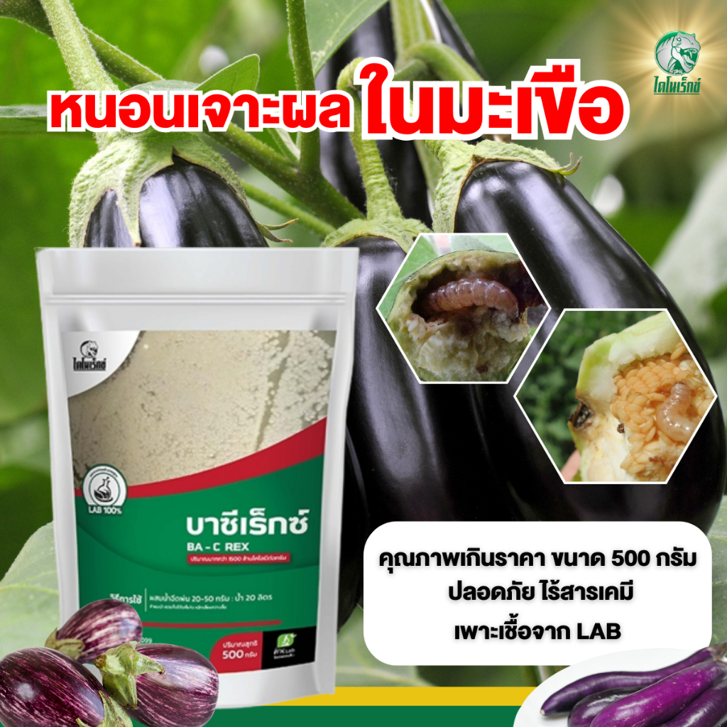 ชีวภัณฑ์กำจัดหนอน ยาฆ่าหนอนเจาะผล ในมะเขือ และ พืชทุกชนิด ด้วยเชื้อบาซิลัส บาซีเร็กซ์ โดย ไดโนเร็กซ์