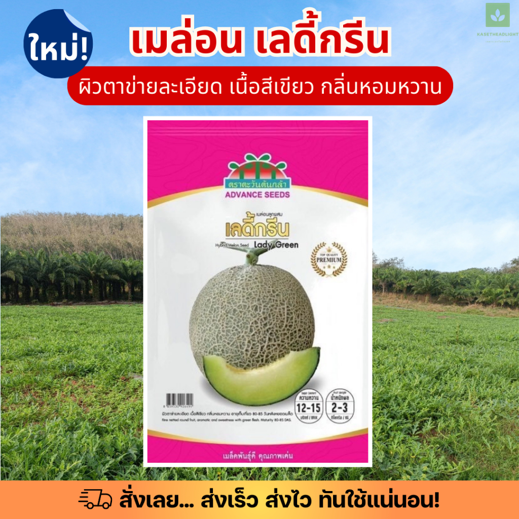 ซองพรีเมี่ยม เมล่อน เลดี้กรีน 80เมล็ด เมล็ดพันธุ์เมล่อน ตะวันต้นกล้า Lady Green