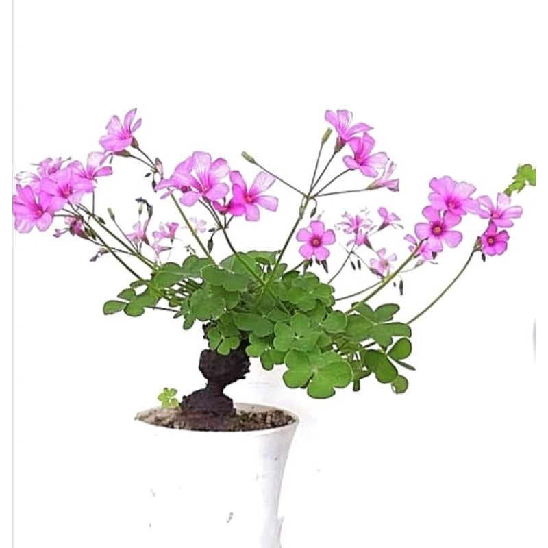 💕Oxalis articulata rubra​ โคลเวอร์​3แฉก💕