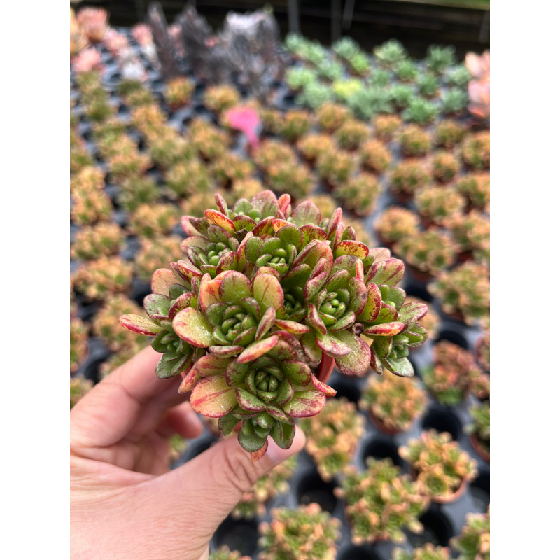 AEONIUM  SEDIFOLIUM BIG LEAF