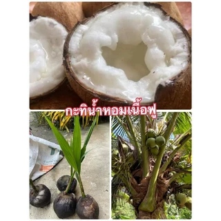 ต้นมะพร้าวกะทิแท้ ต้นเตี้ย น้ำหอม ผลดก