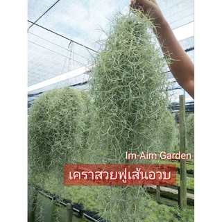 ปุ๋ยเคราฤาษี ปุ๋ยไม้ดอกไม้ประดับ ปุ๋ยเกล็ดคุณภาพสูง