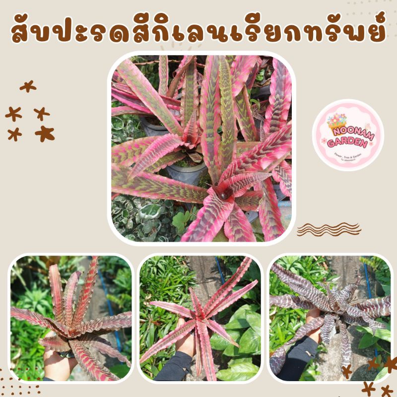 สับปะรดสี คริพท์แอนธัส Cryptanthus bivittatus กิเลนเรียกทรัพย์ ไม้มงคล ต้นใหญ่🎁ราคาส่งจากสวน