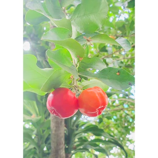 ต้นเชอรี่หวานไทย เชอรี่ (กิ่งตอน) สูง 60 -70 ซม 🍒 พร้อมลงปลูกเลย รสชาติหวานอร่อย เป็นไม้ยืนที่ทนแดดทนฝน
