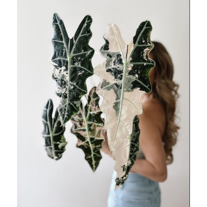 Alocasia Frydek Alboหลากสีขายแบบไข่เพาะชำในถ้วยอบอย่างดี