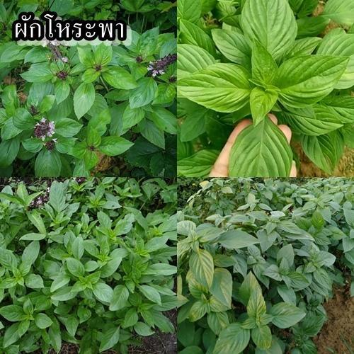 800+ เมล็ด เมล็ดผักโหระพา (ใบมีกลิ่นหอมเฉพาะตัว นิยมปลูกกันมาก ใส่ในเมนู ลาบ ต้ม ผัด อ่อม หรือผักเครื่องเคียง)