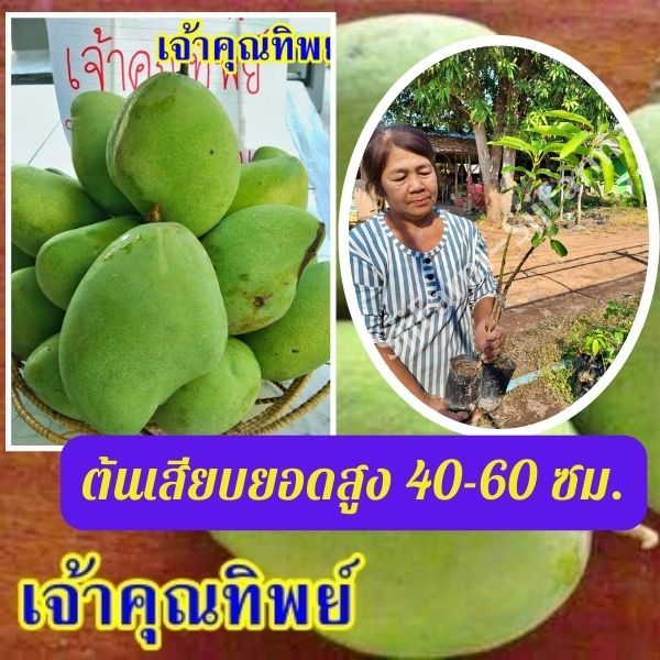เจ้าคุณทิพย์ (1ต้น) มะม่วงเจ้าคุณทิพย์ ต้นสูง35-40ซม.