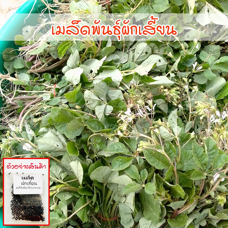 เมล็ดพันธุ์ ผักเสี้ยน 300-1000 เมล็ด ปลูกง่าย โตเร็ว ทนแล้ง (ซื้อ 10 แถม 1 คละได้ )