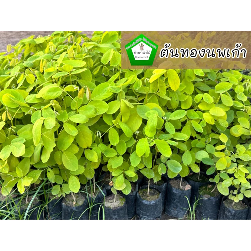 ต้นทองนพเก้า ชะแมบทอง 💛 พร้อมปลูก ต้นแข็งแรง 🌿 สินค้าเสียหาย แจ้งทางร้านได้เลยจ้า