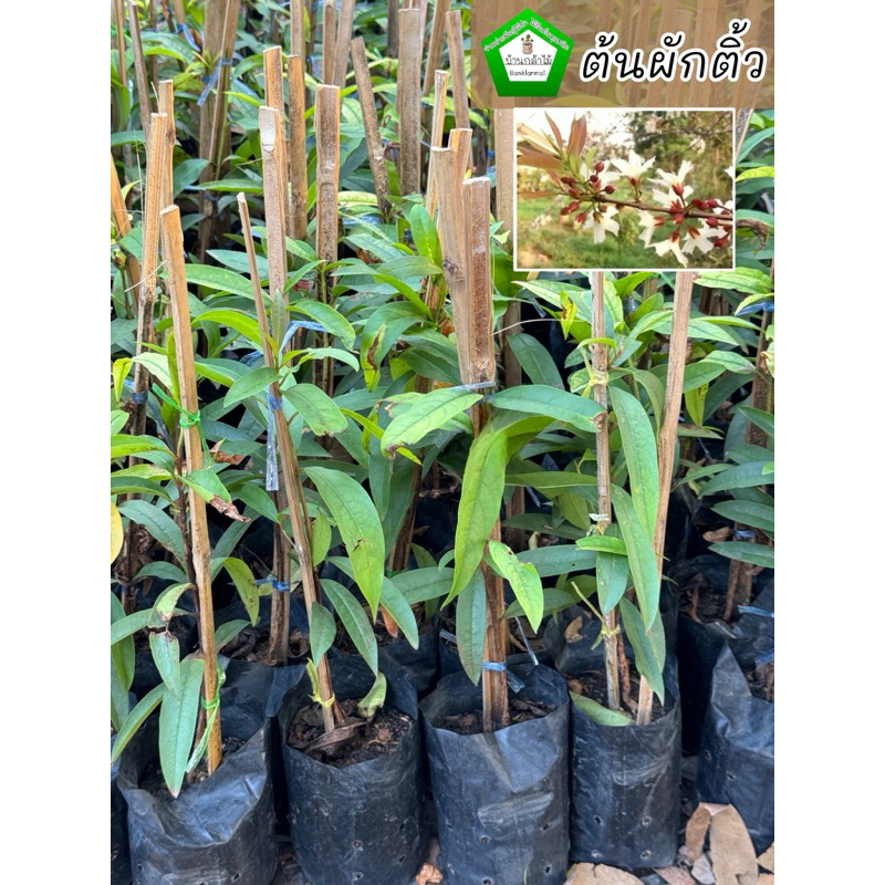 ต้นผักติ้ว 🎉ต้นแข็งแรง 🌿 สินค้าเสียหาย แจ้งทางร้านได้เลยจ้า