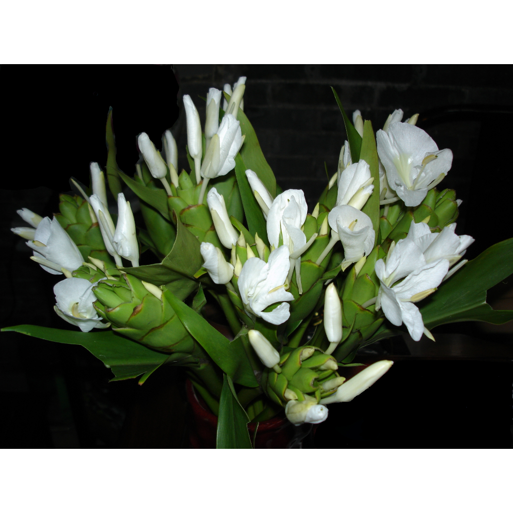 ว่านมหาหงส์ หรือ สเลเต สีขาว มีกลิ่นหอม ถุงดำ 49บาท