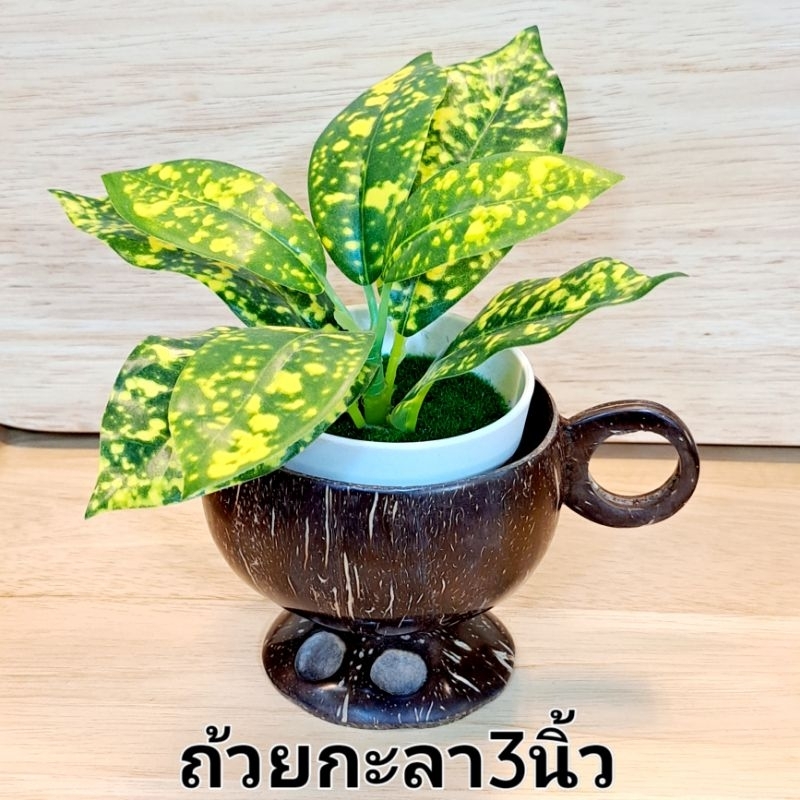 กะลาตกแต่ง ไม้ประดับ กระถางกะลา เชิงเทียนกะลา ราคา ถูกที่สุด ดีลบีเคเค แกลเลอรีภาพที่ 4