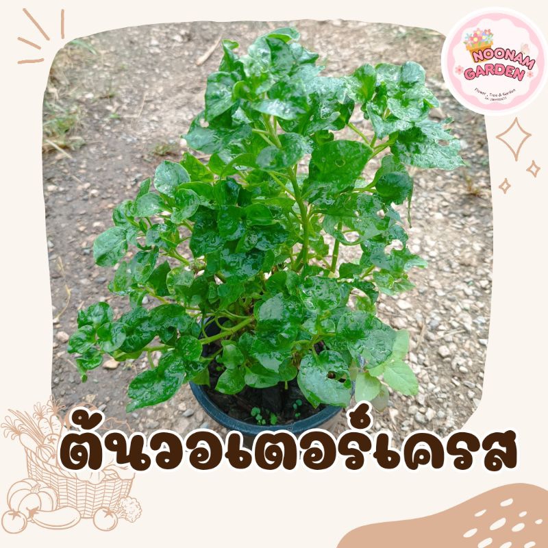 ต้นวอเตอร์เครส หรือ ผักเป็ดญี่ปุ่น กระถาง 5.5-6 นิ้ว