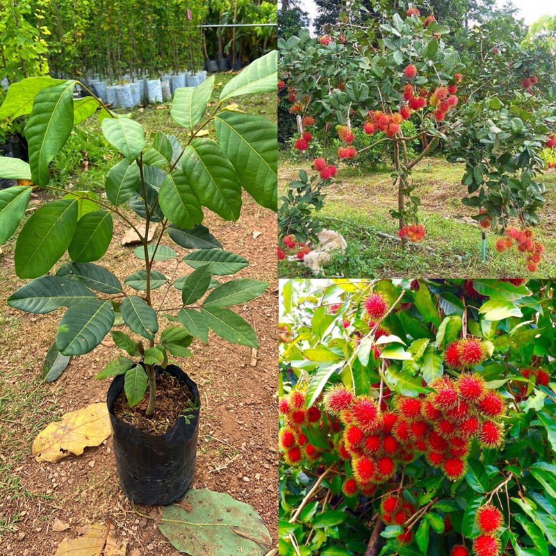 ต้นเงาะโรงเรียนนาสารพันธุ์เตี้ย ติดตาแท้ 1ปีติดผลขนาดต้น 60-70 ซม.