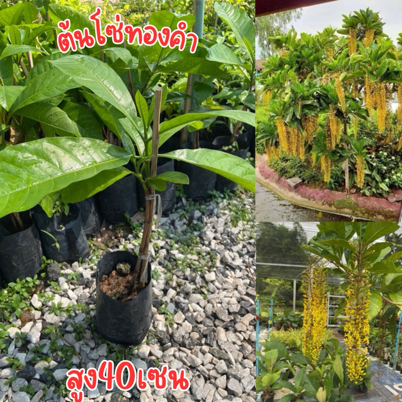 ต้นโซ่ทองคำ พร้อมปลูก พร้อมสูง40เซน