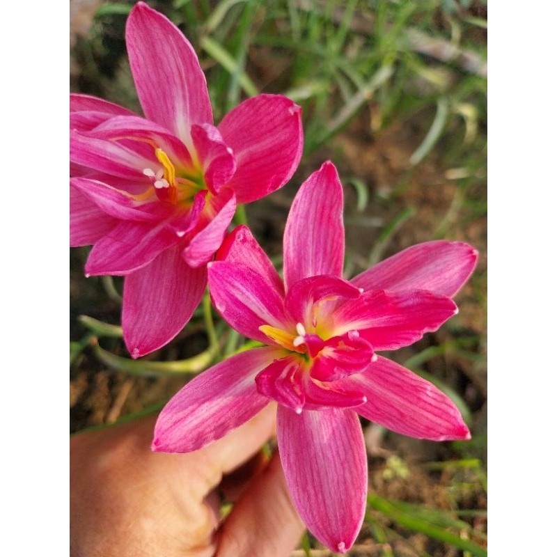 บัวดินดับเบิลโลตัส (Dubble lotus)