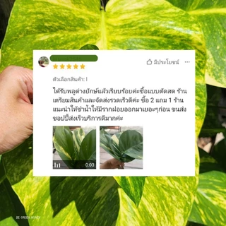 4แถม1 ท่อนพลูด่างยักษ์ บิ๊กเบิ่ม ราคาถูก ไม้ด่าง ไม้น่าสะสม