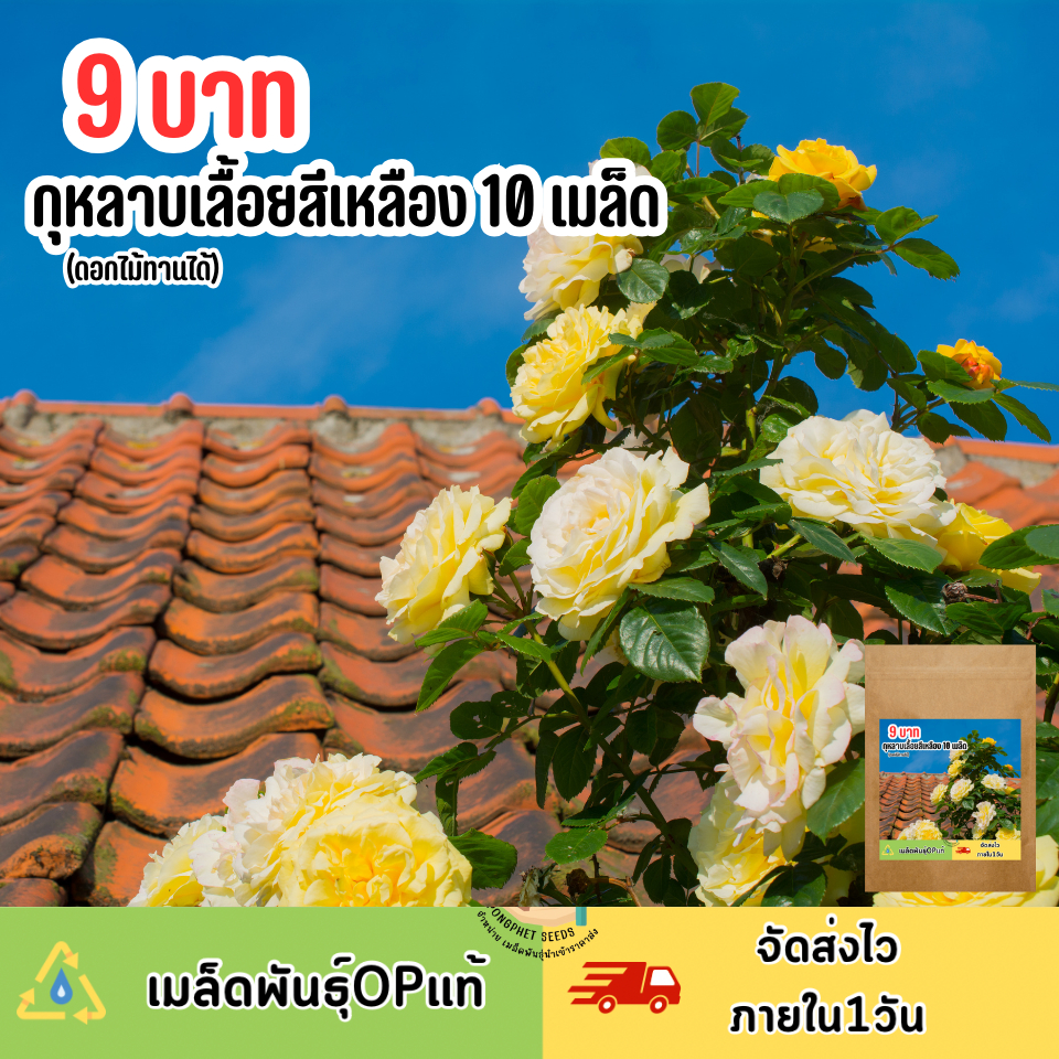พิเศษ 9 บาท เมล็ดพันธุ์กุหลาบเลื้อยสีเหลือง 10 เมล็ด