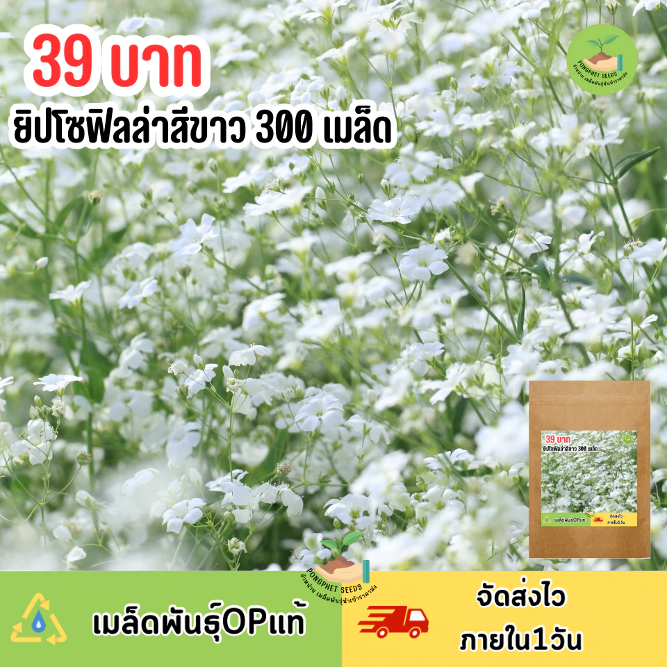 เมล็ดพันธุ์ดอกจิปโซฟิลล่าสีขาว 300 เมล็ด