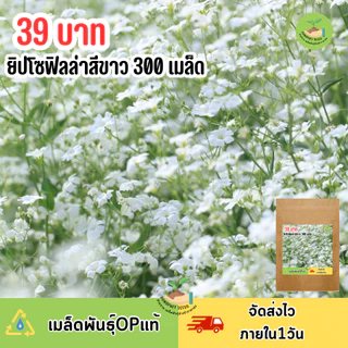เมล็ดพันธุ์ดอกจิปโซฟิลล่าสีขาว 300 เมล็ด