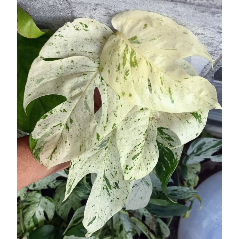 Epipremnum marble variegated