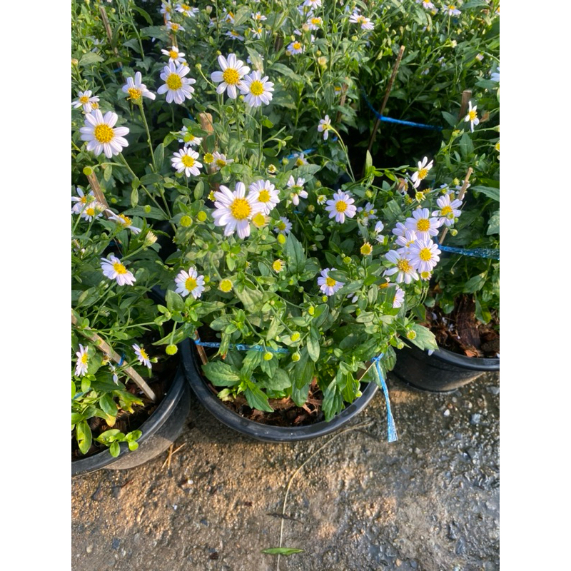 ต้นมากาเร็ตบอร์เนียว#ติดดอกทุกต้น#กระถาง 10 นิ้ว