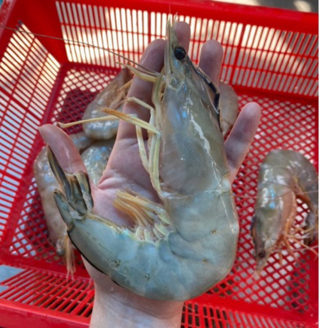 กุ้งแชบ๊วยทะเล อวนลอย/อวนลาก ถูกที่สุด จากเรือโดยตรง