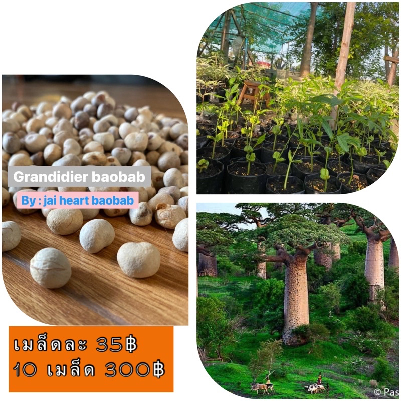 seed Grandidier baobab เมล็ดเบาบับแกรนด์ เมล็ดละ 25-35 บาท