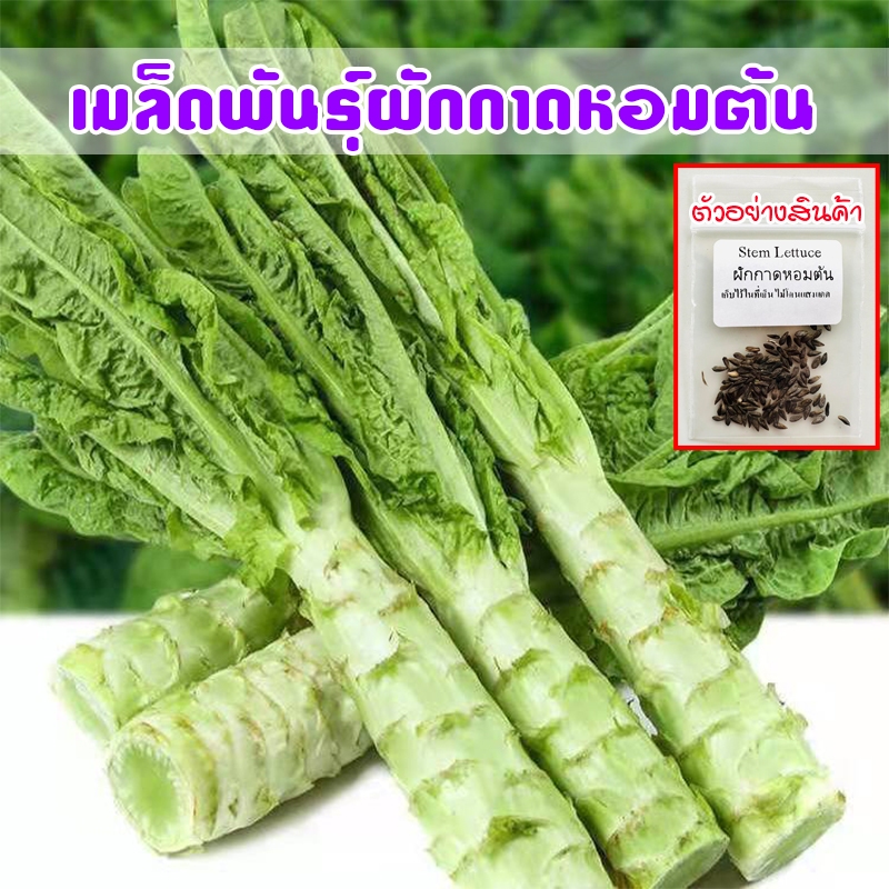 ผักกาดหอมต้น ผักโอซุ่น Stem lettuce ปลูกง่าย โตเร็ว เมล็ดพันธุ์ 90- 200 เมล็ด [ซื้อ 10 แถม 1 คละได้]